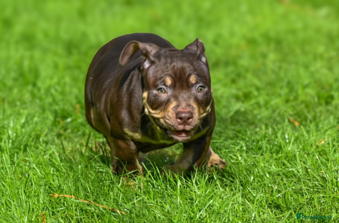 American Bully dogs for sale: REDUCED last girl Quality american Pocket Bully  - Image 12