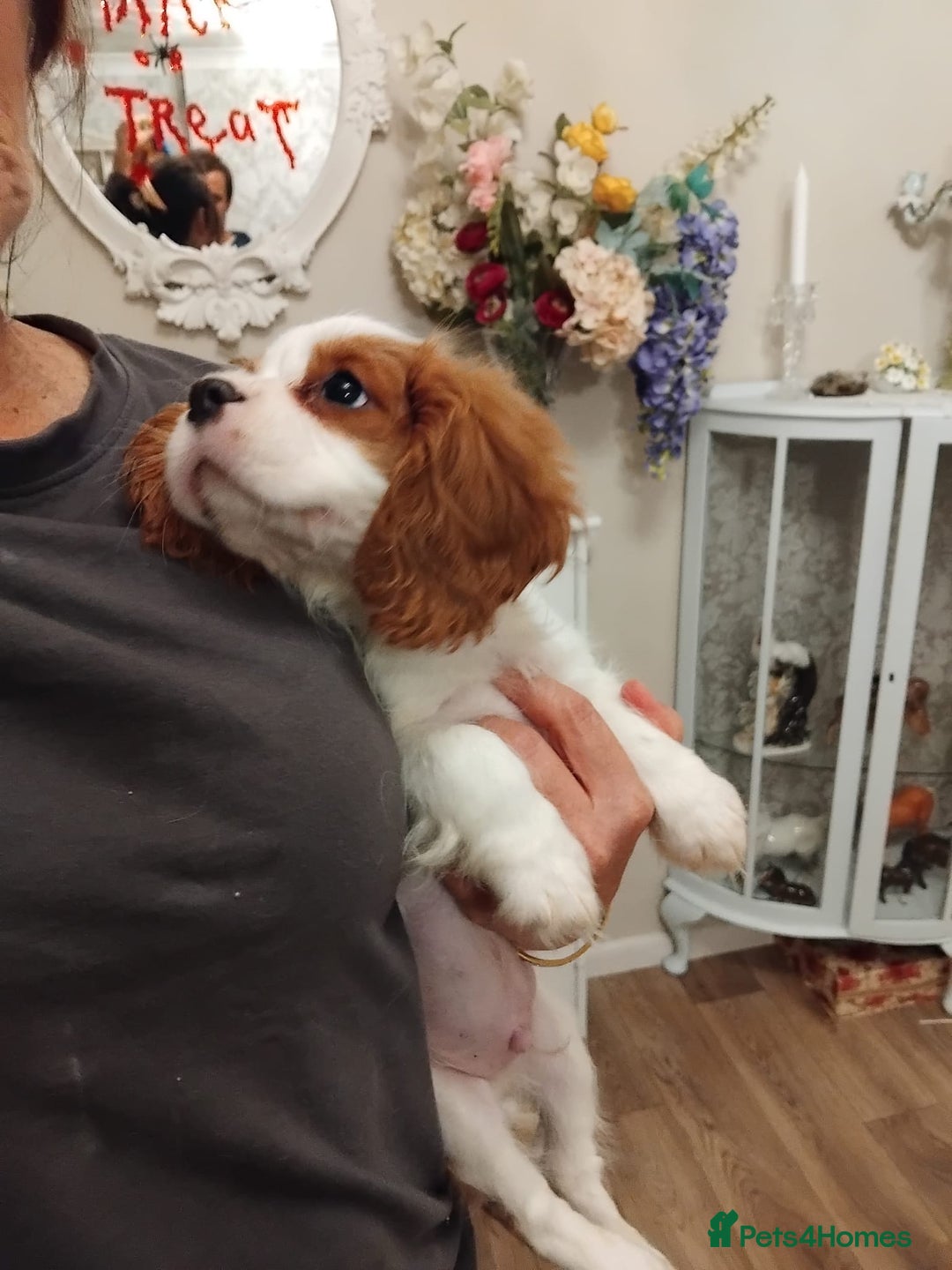 Cavalier King Charles Spaniel dogs for sale: 2beautiful king charles boys  - Image 7