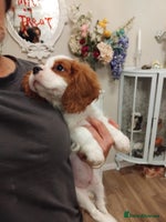 Cavalier King Charles Spaniel dogs - Advert 5