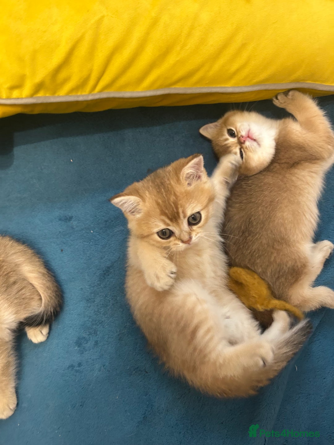 Scottish Fold cats for sale: Gold chinchilla baby’s available  - Advert 14