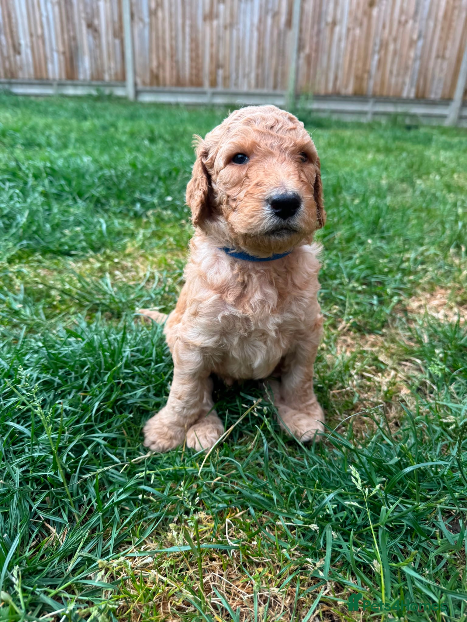Goldendoodle dogs for sale: Stunning Goldendoodle Puppies in Herne Bay - Advert 27