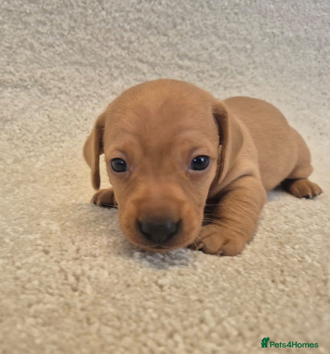 Dachshund dogs for sale: BEAUTIFUL MINI DACSHUNDS - Image 15