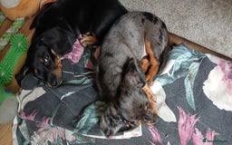 Mixed Breed dogs for sale: 1x Female Puppy Dachshund Left  - Image 4