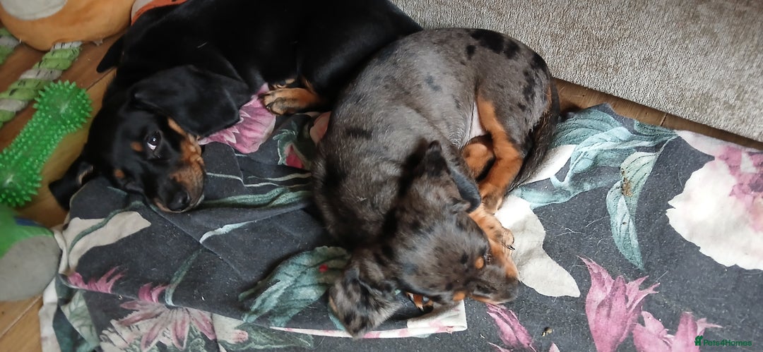 Mixed Breed dogs for sale: 1x Female Puppy Dachshund Left  - Image 4