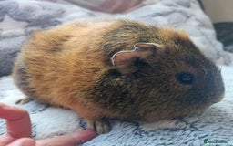Guinea Pig rodents for sale: Pairs of Sows - Happy, Healthy, Friendly Sows - Image 25