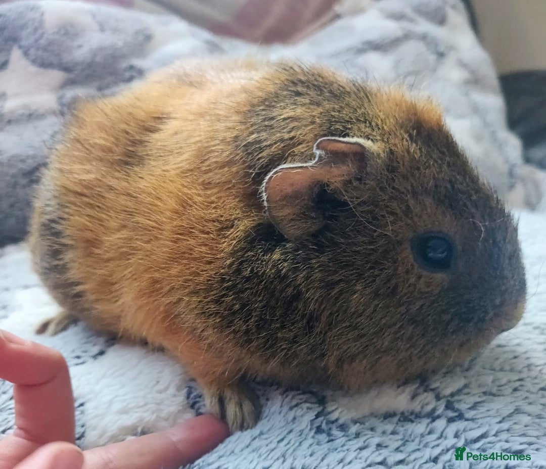 Guinea Pig rodents for sale: Pairs of Sows - Happy, Healthy, Friendly Sows - Image 25