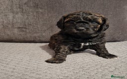 Cavapoo dogs for sale: Stunning Unique cavapoo litter  - Image 14