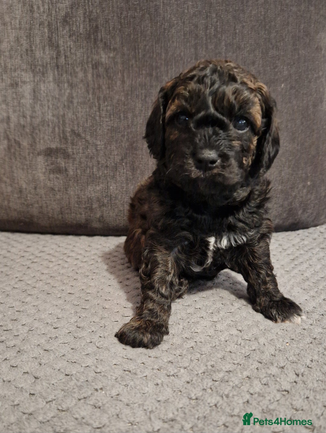 Cavapoo dogs for sale: Stunning Unique cavapoo litter  - Image 14