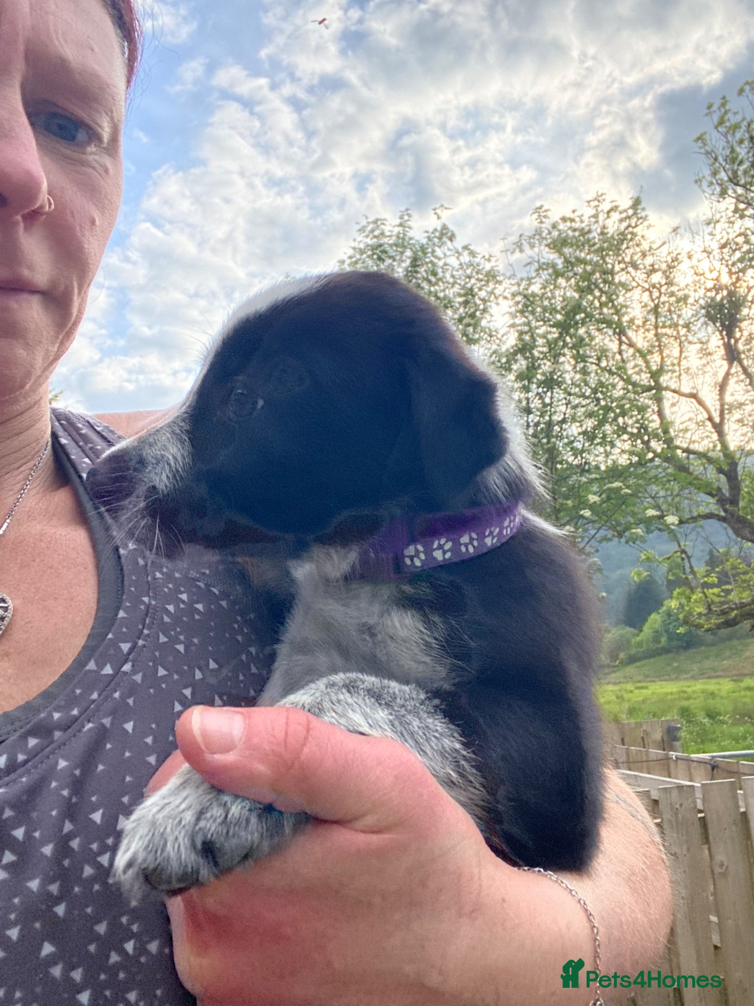 Mixed Breed dogs for sale: Border Collie Cross Pups ready for forever homes in Cairndow - Advert 21