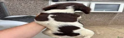 English Springer Spaniel dogs for sale: Kc springer spaniel Dog pup  - Advert 7