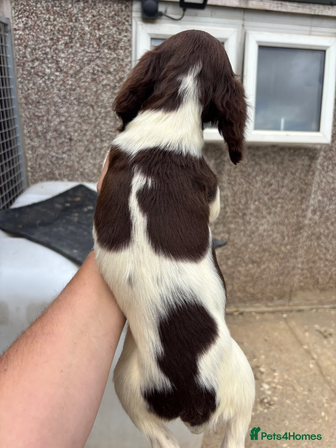English Springer Spaniel dogs for sale: Kc springer spaniel Dog pup  - Advert 7