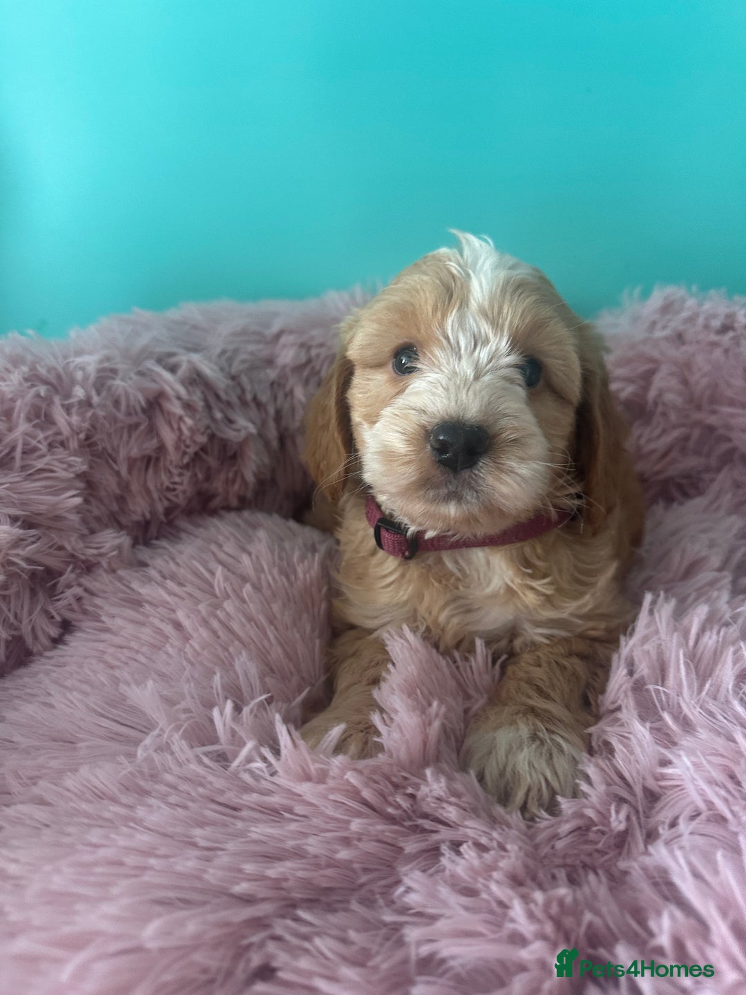 Cockapoo dogs for sale: Miniature cockapoo puppies - Image 2
