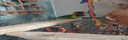 Lovebirds birds for sale: Lovebirds  - Advert 1
