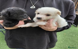 Jackapoo dogs for sale: Stunning Litter F1 JACKAPOO + Big Puppy Pack  - Image 10