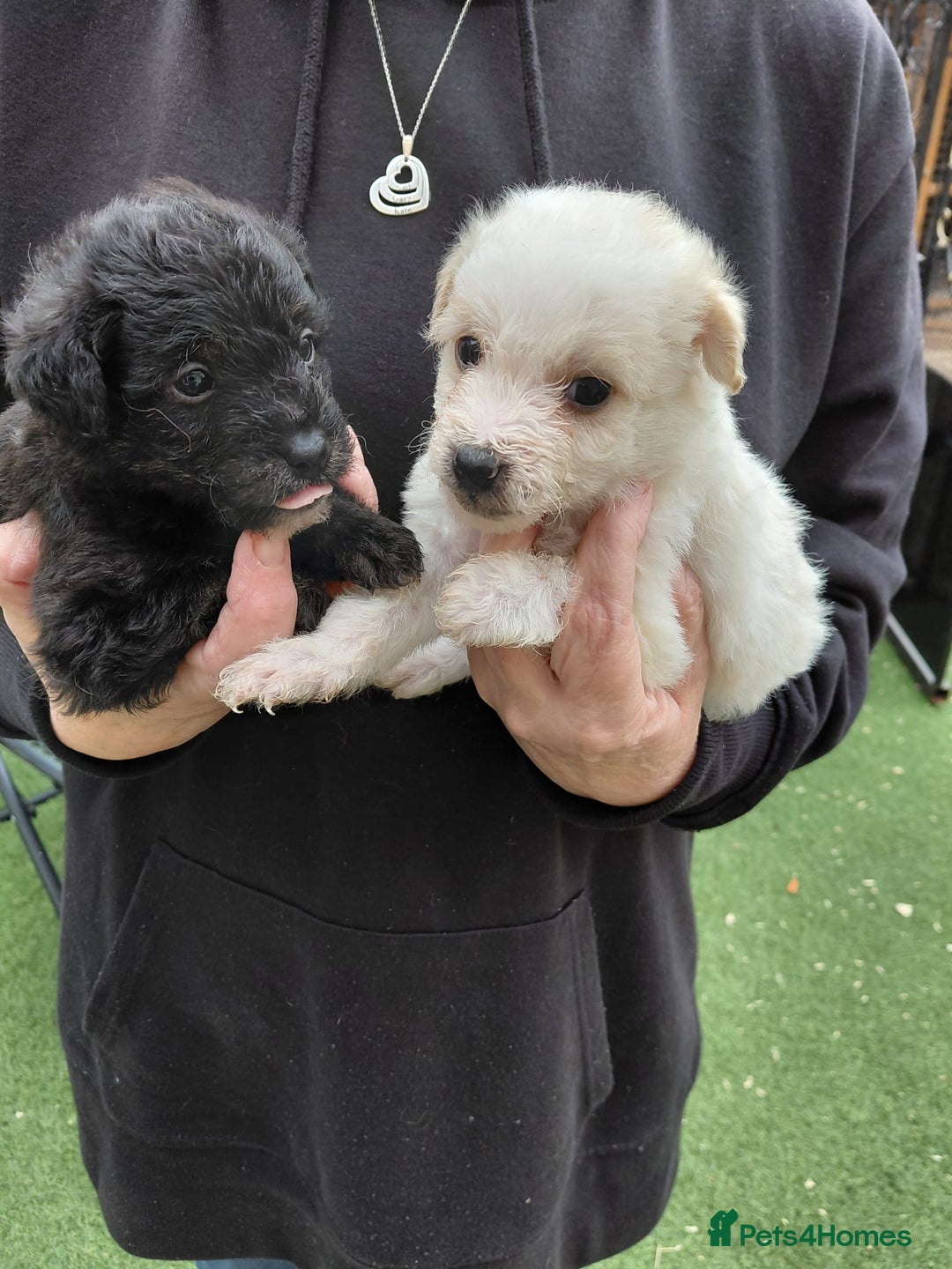 Jackapoo dogs for sale: Stunning Litter F1 JACKAPOO + Big Puppy Pack  - Image 10
