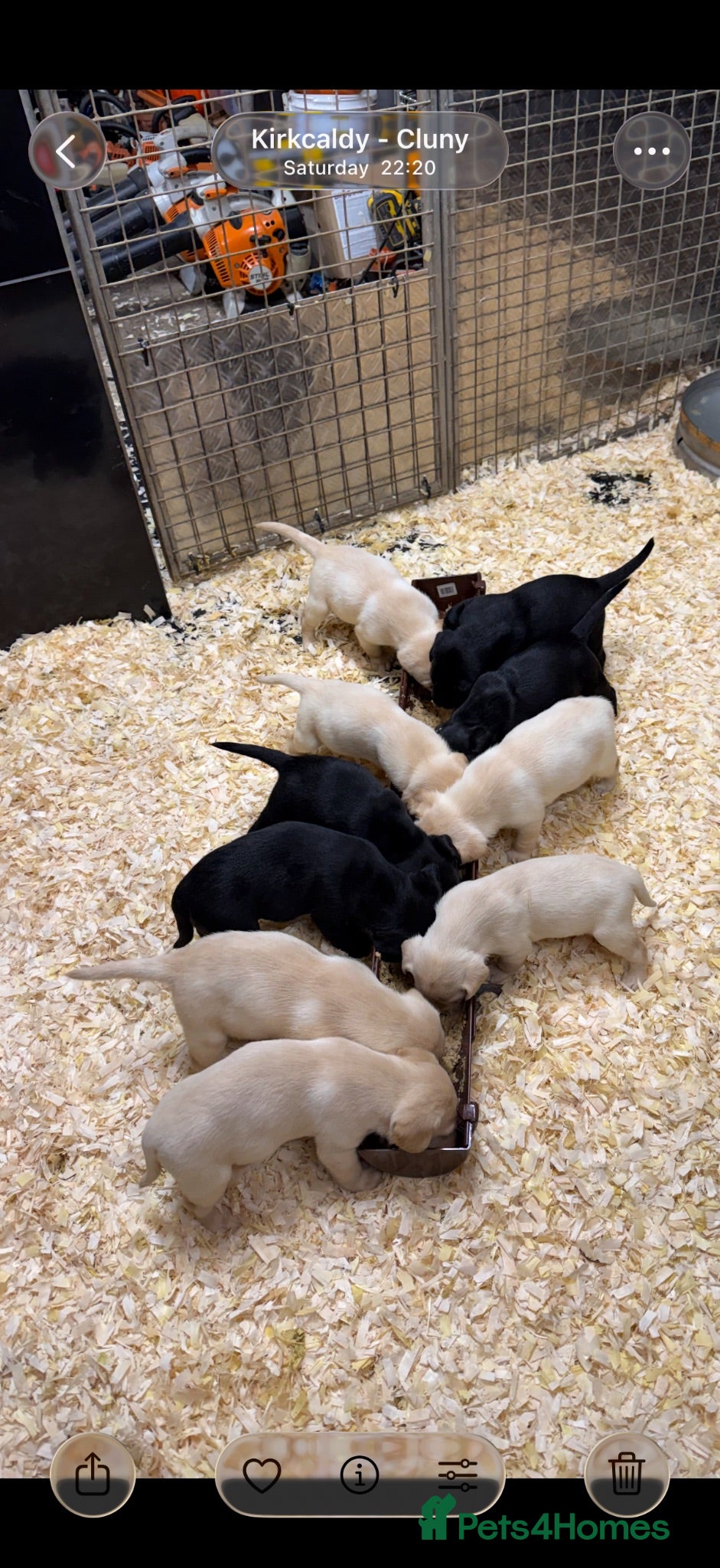 Labrador Retriever dogs Working  Labrador puppy’s  - Advert 1