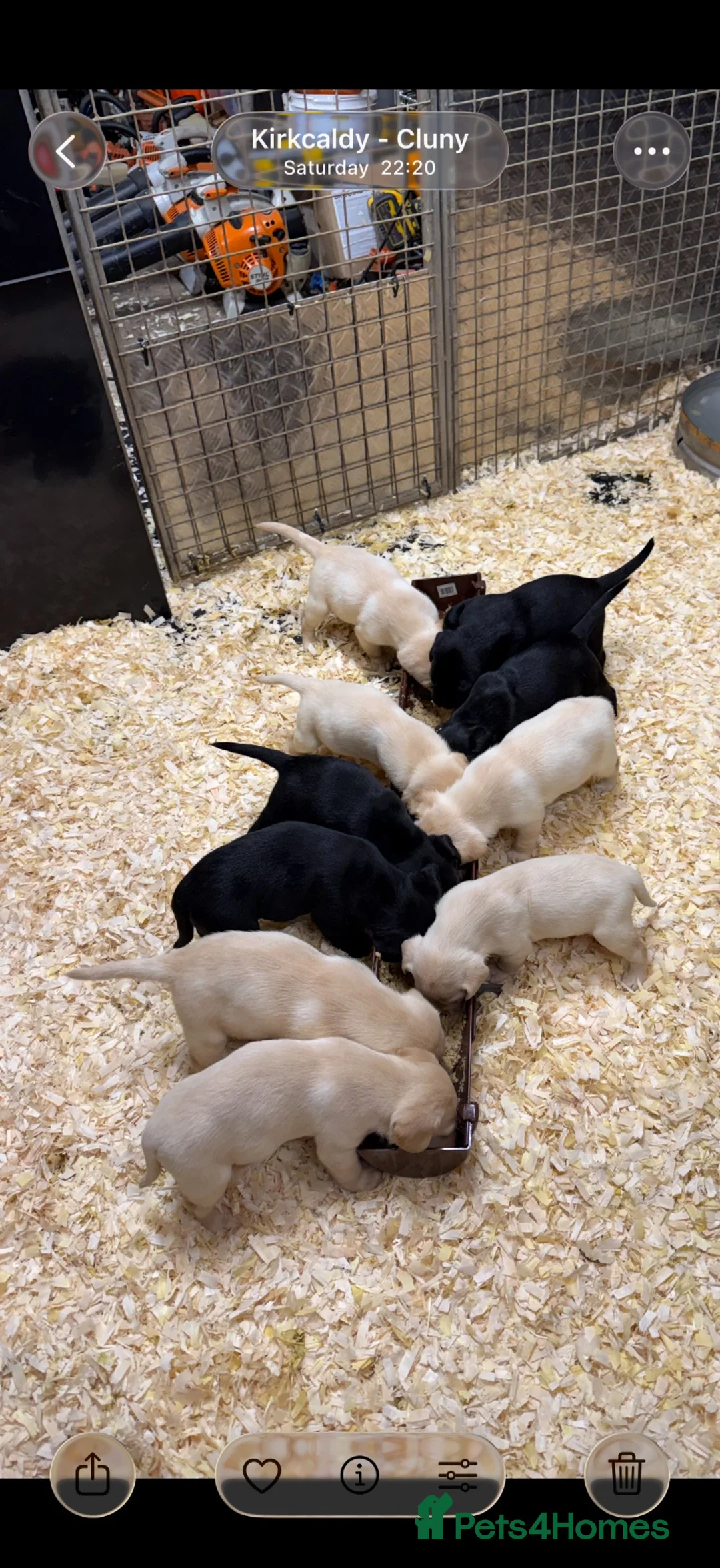 Labrador Retriever dogs for sale: Working  Labrador puppy’s  - Advert 1