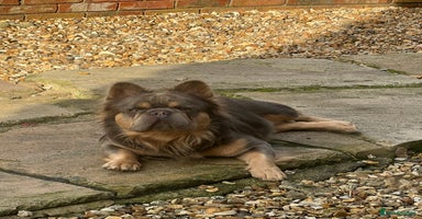 French Bulldog dogs in Manchester - Advert 4
