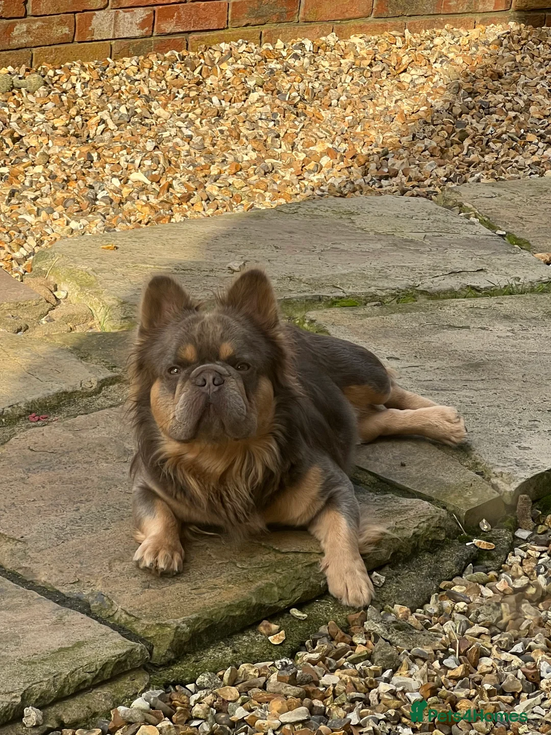 French Bulldog dogs for stud: Lilac & Cherry tan Fluffy in Manchester - Advert 2