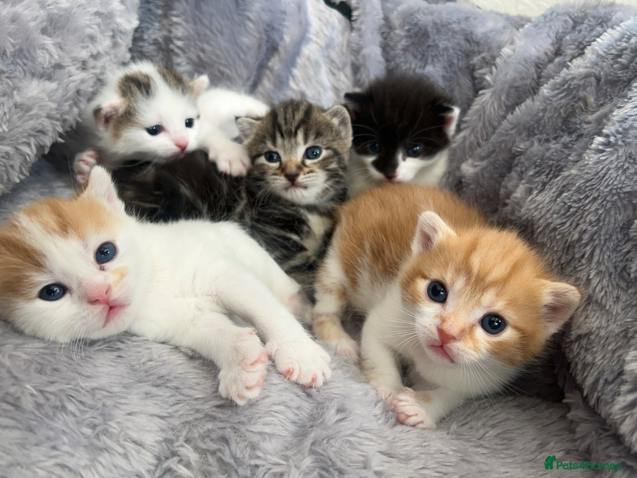 Mixed Breed cats 5 mixed breed kittens looking for a forever home - Advert 1