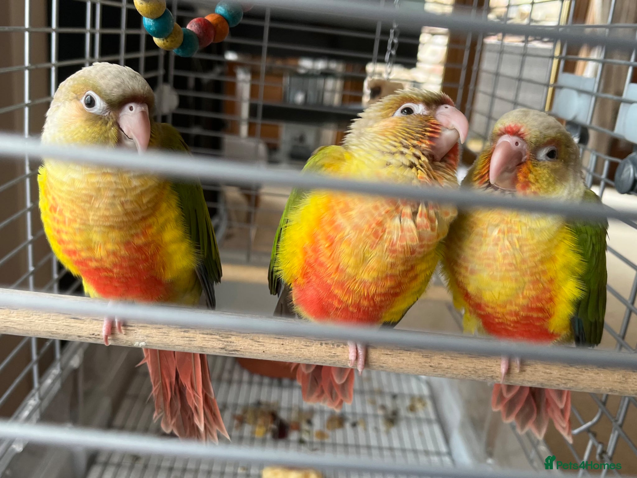Conures birds Silly Tame ‘Hand-Reared’ Pineapple Conure Chicks  - Advert 1