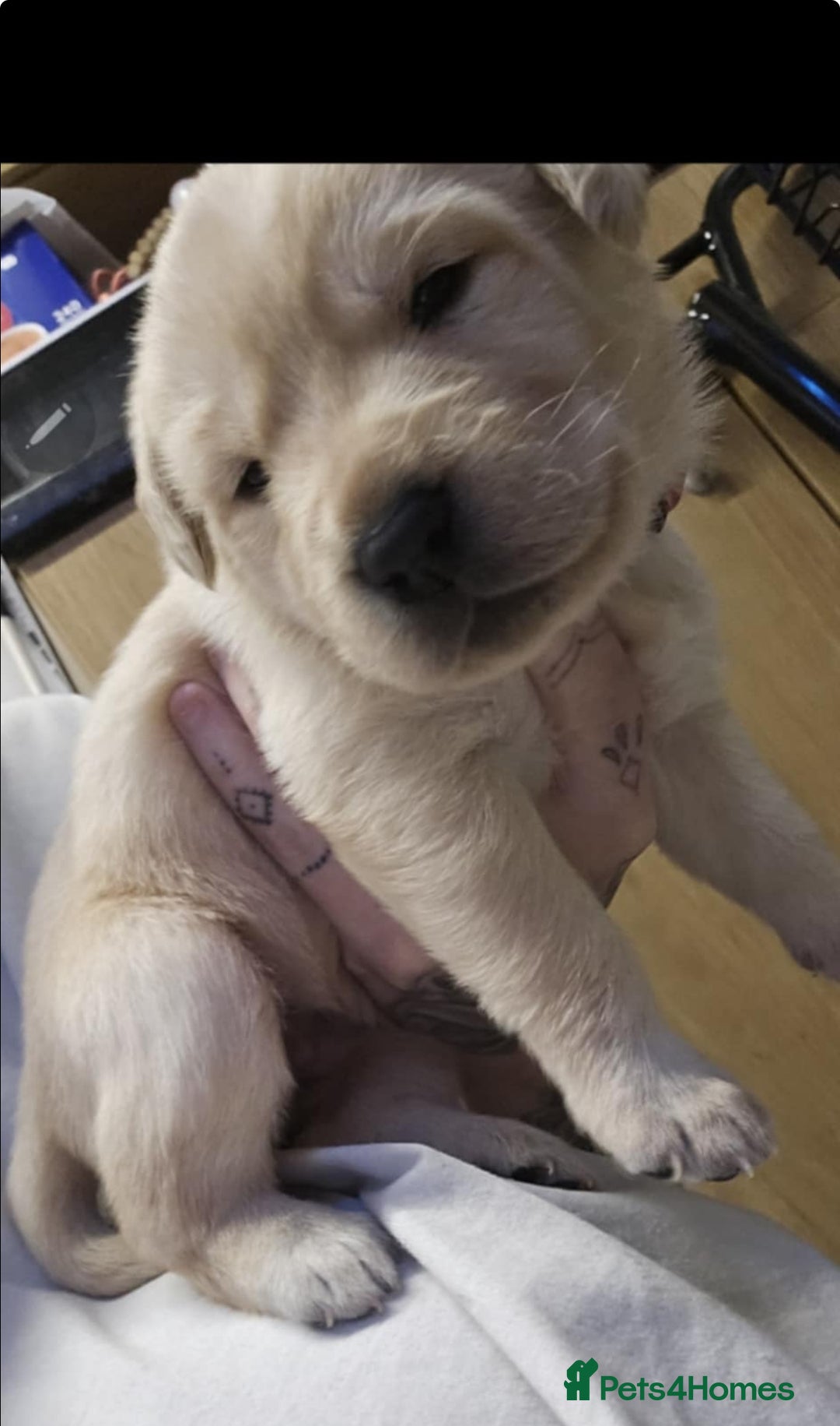 Labrador Retriever dogs for sale: 3 Beautiful Labrador Girls - Advert 10