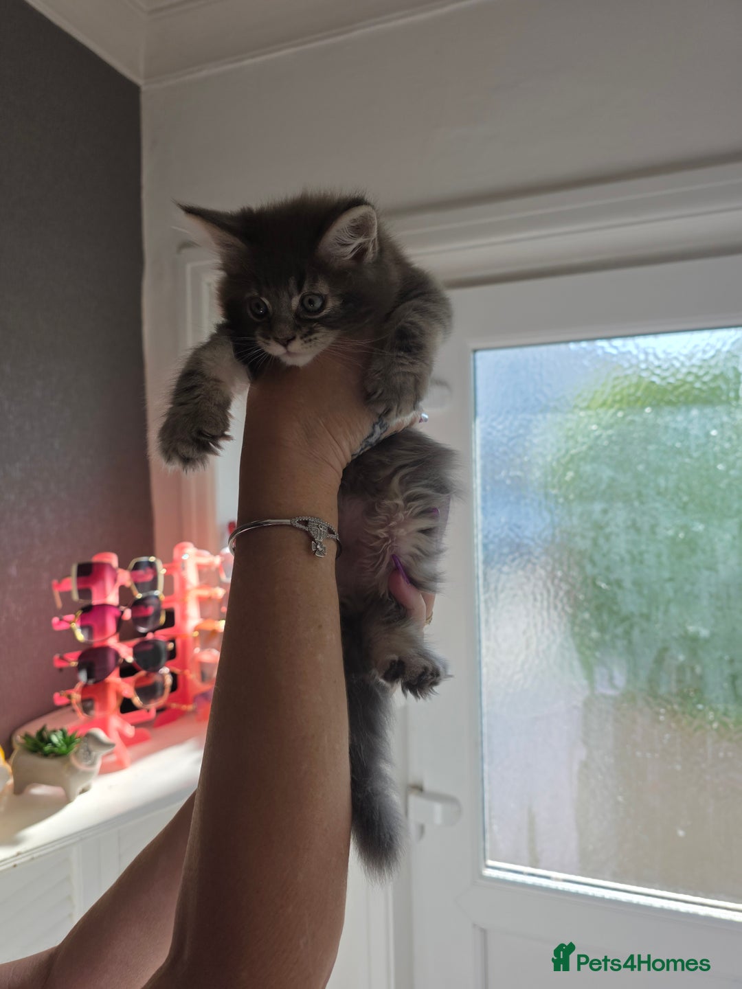 Maine Coon cats for sale: TICA REGISTERED STUNNING MAINE COON KITTENS  in Blackpool - Image 15