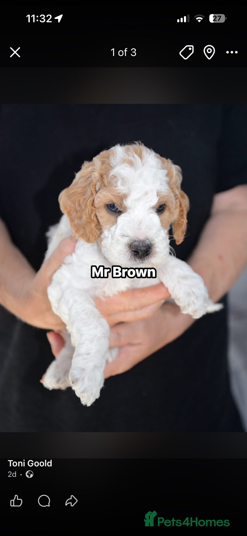 Mini Goldendoodle dogs Mini Goldendoodle  - Advert 1