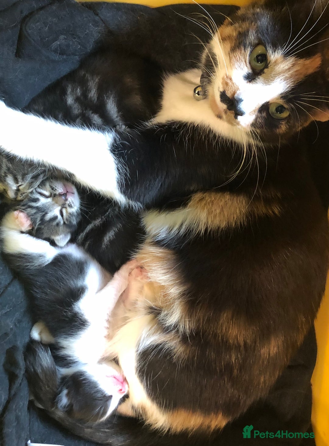 Mixed Breed cats for sale: 3 Beautiful Kittens - Advert 13