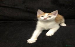 Mixed Breed cats for sale: Ginger and Tortie Kittens 2 available  - Image 8