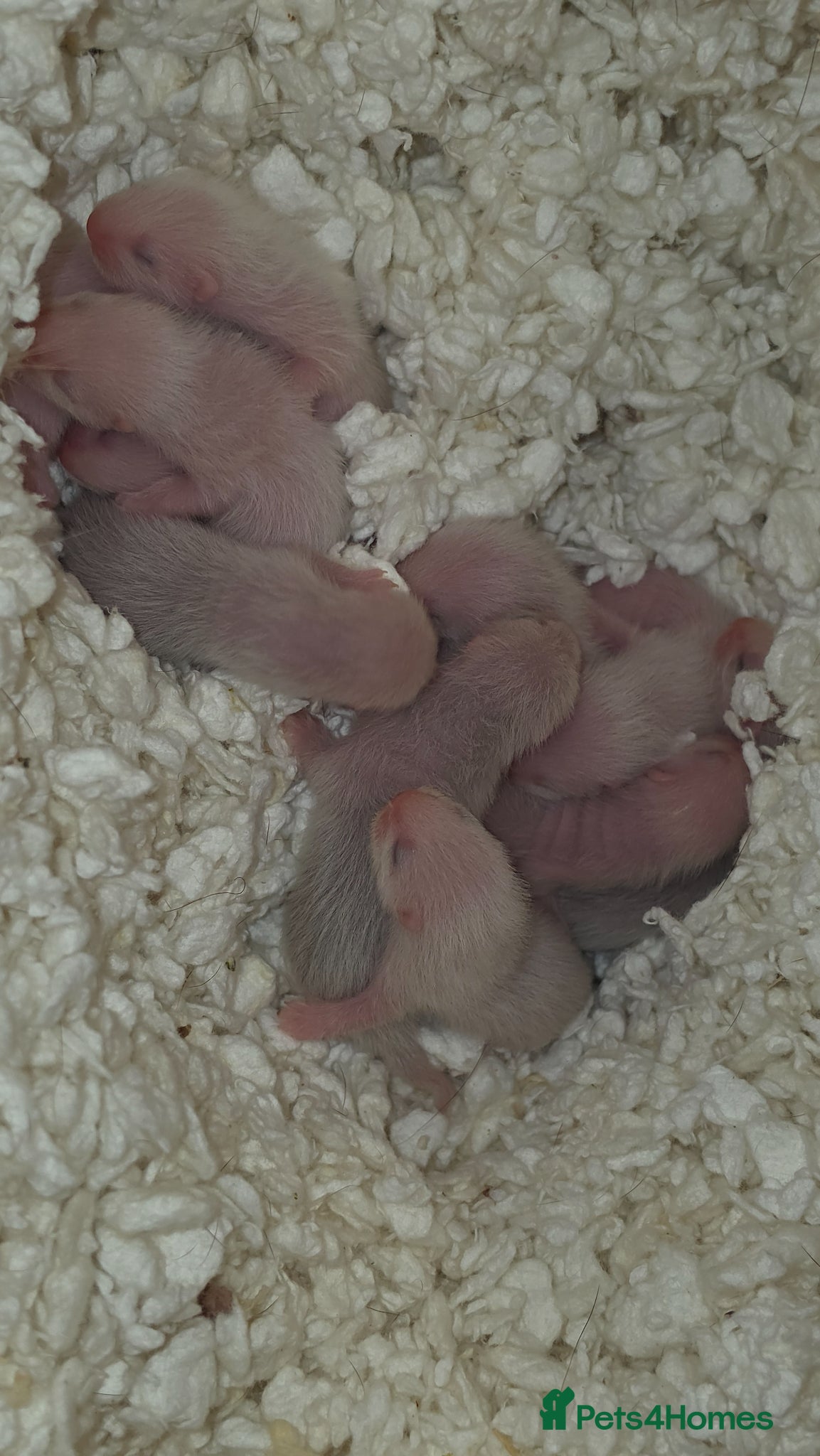Ferret rodents Silver ferrets!  - Advert 13