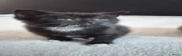 British Shorthair cats for sale: Stunning Blue Shorthair Kittens in Telford - Advert 17