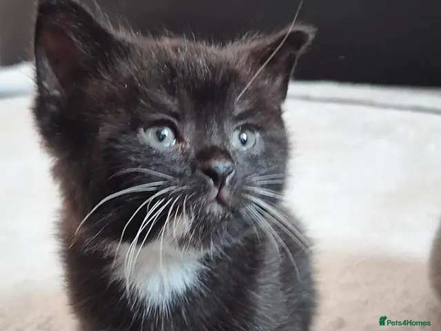 British Shorthair cats for sale: Stunning Blue Shorthair Kittens - Advert 20