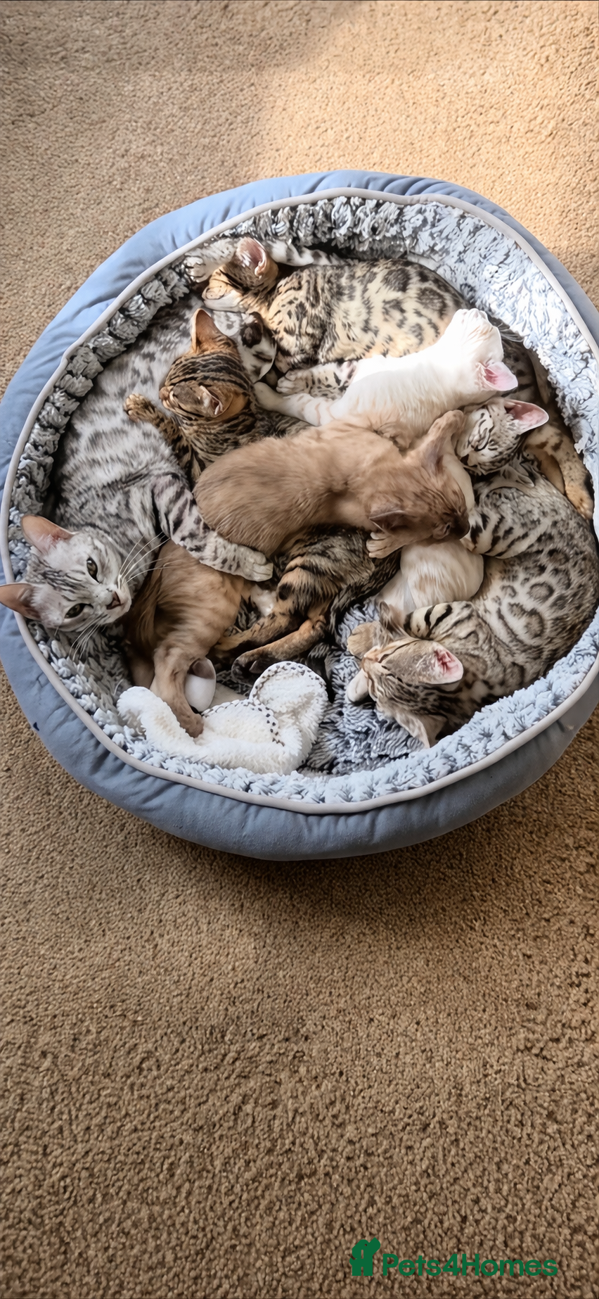 Bengal cats ✨️ READY IN 3 WEEKS! CHAMPION TICA BENGAL KITTENS - Advert 1