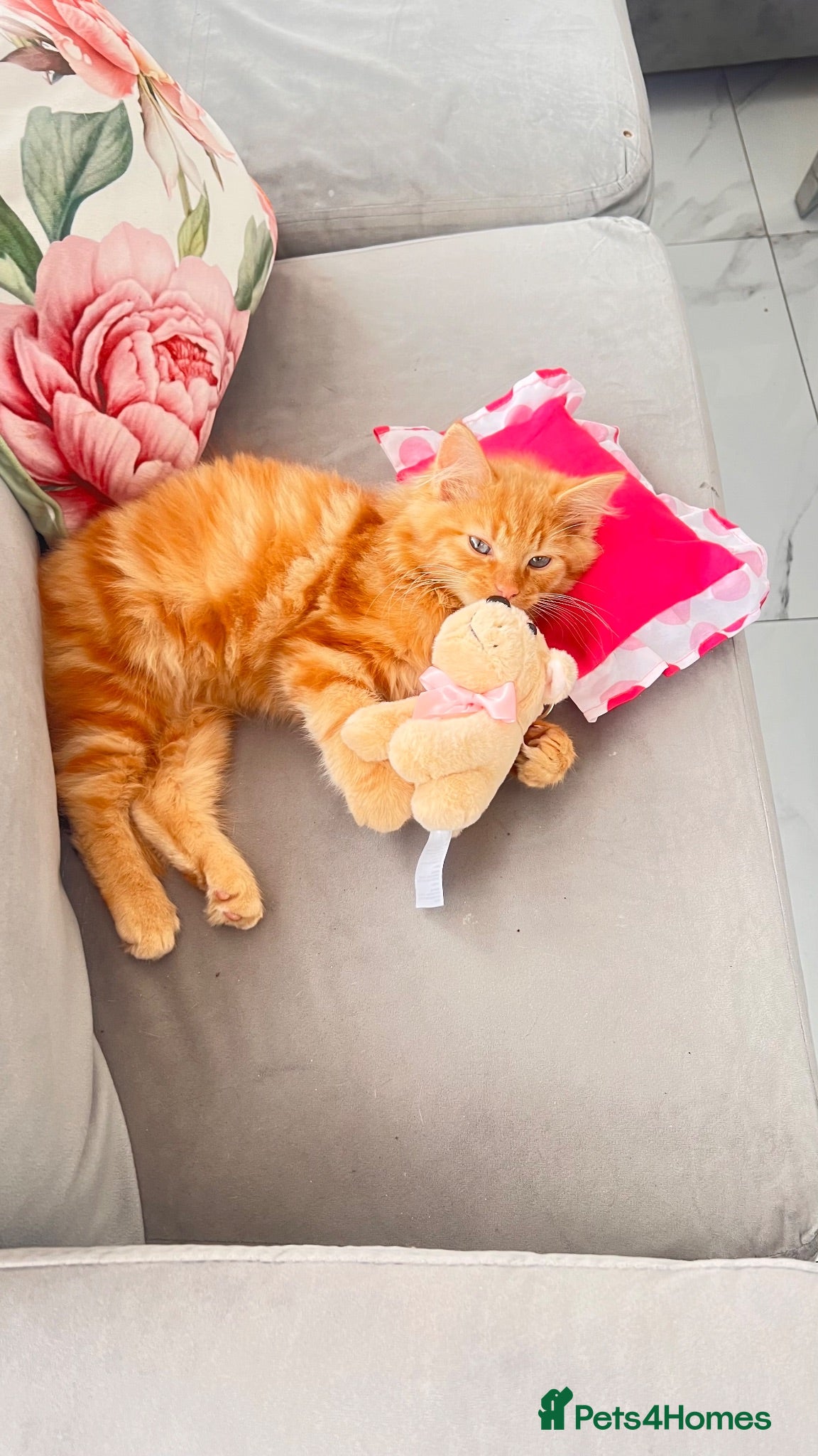 British Longhair cats Ginger male kitten very fluffy  - Advert 1