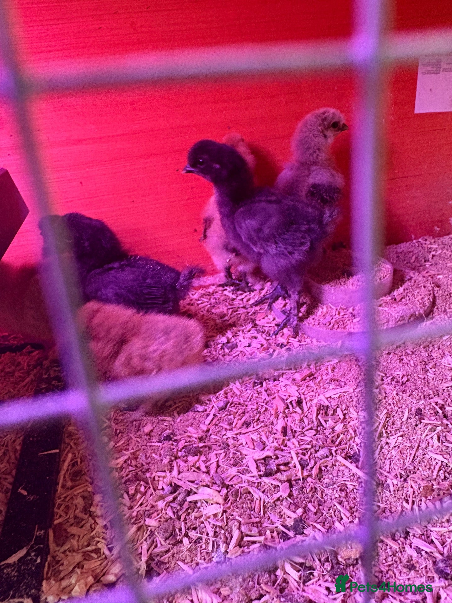 Chickens poultry Silky chicks - Advert 2