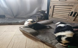 Border Collie dogs for sale: 5 border collie pups - Image 7