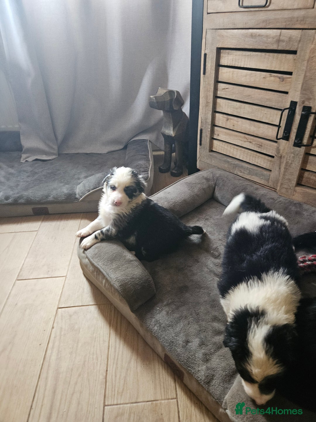 Border Collie dogs for sale: 5 border collie pups - Image 7