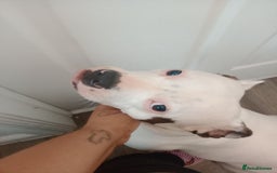 Staffordshire Bull Terrier dogs for sale: 2 year old beautiful girl staffy  - Image 1