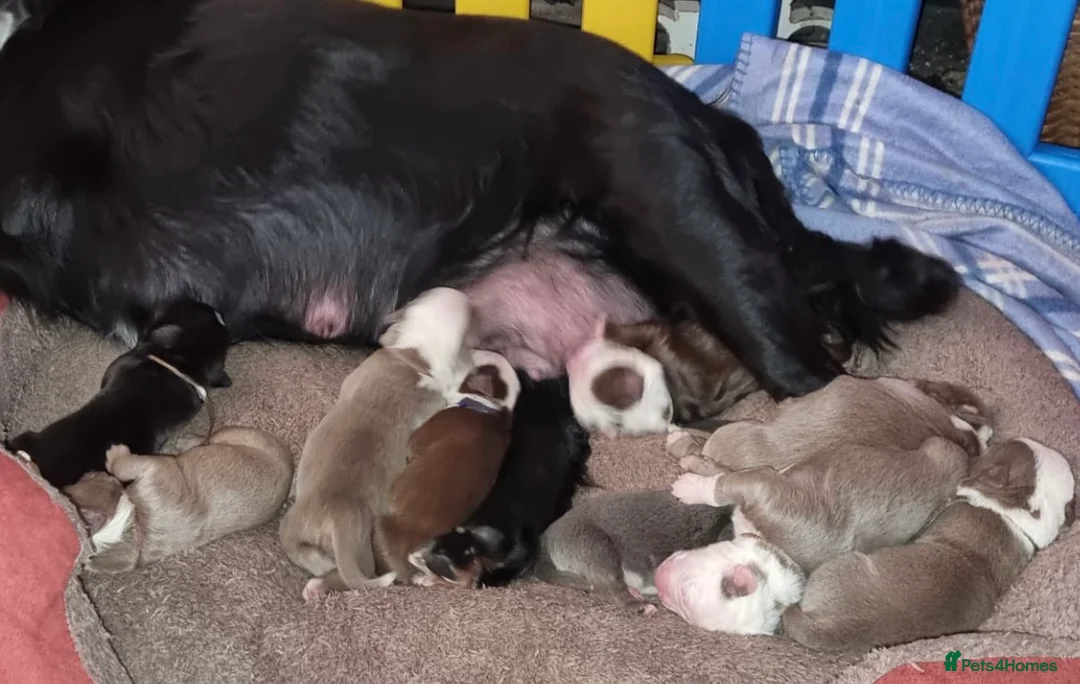 Olde English Bulldogge dogs for stud: Olde English Bulldog stud well proven - Advert 18