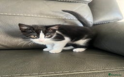 Mixed Breed cats for sale: Kittens  - Image 4