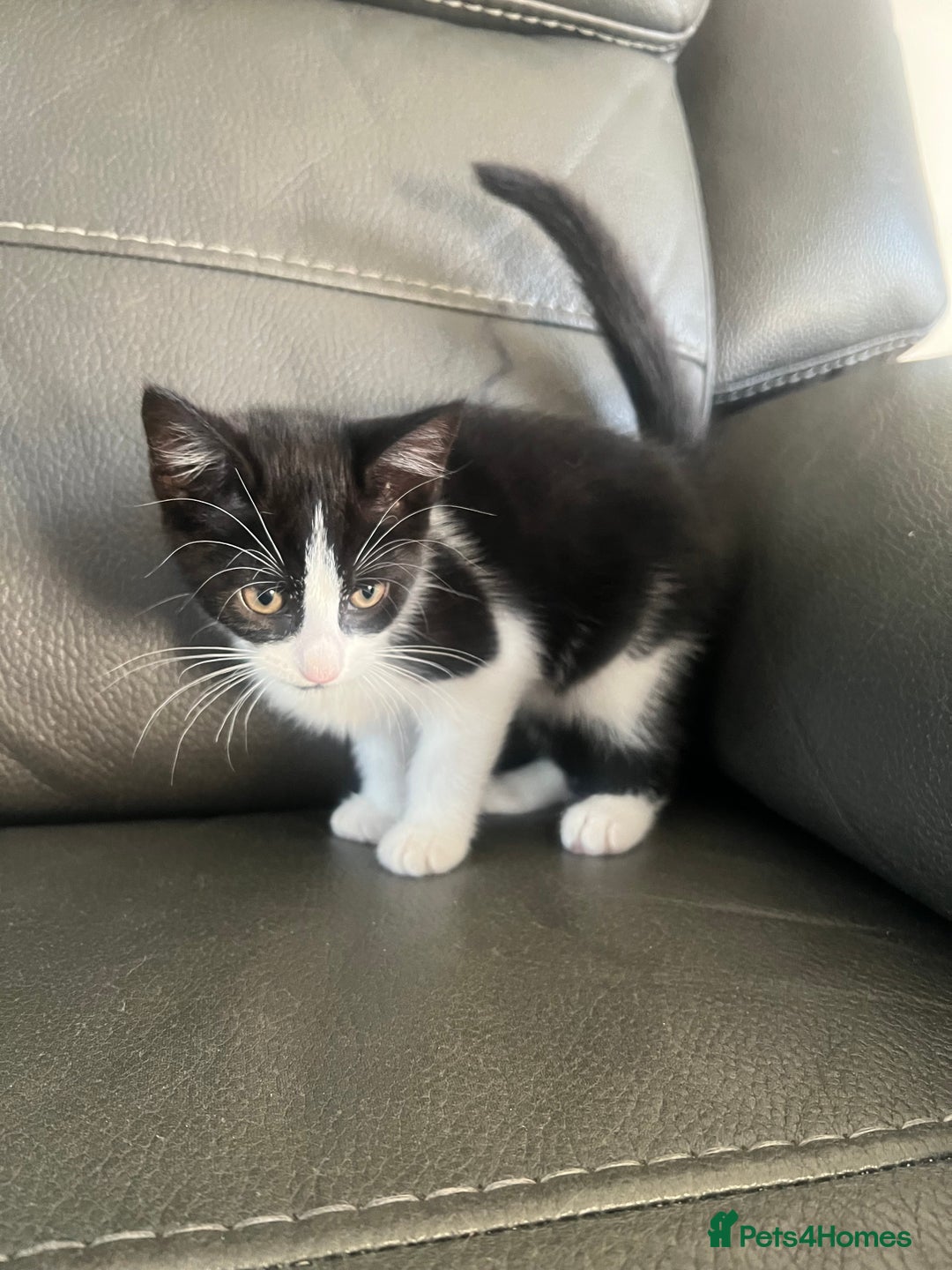 Mixed Breed cats for sale: Kittens  - Image 4