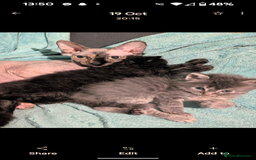 Mixed Breed cats for sale: Spynx X maincoon  - Image 3