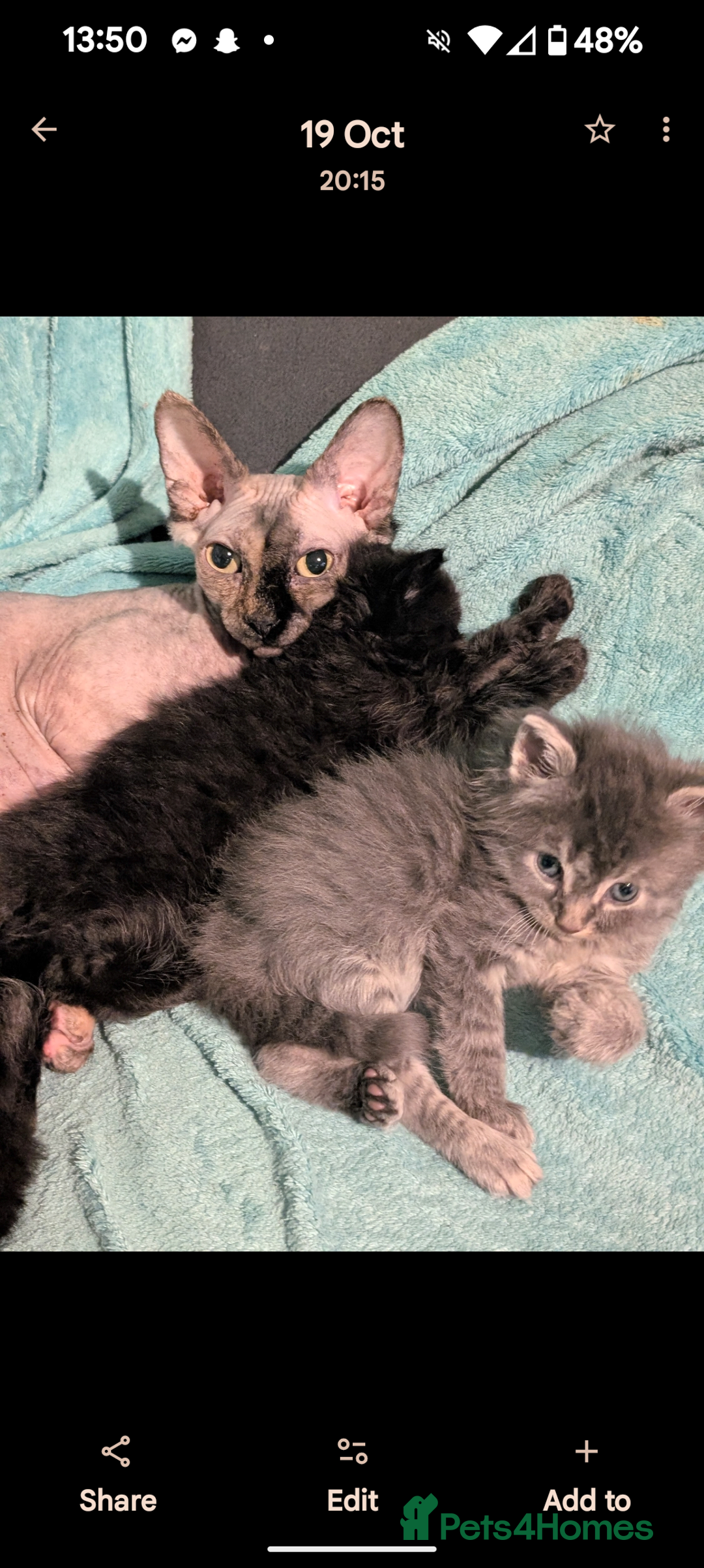 Mixed Breed cats for sale: Spynx X maincoon  - Image 3