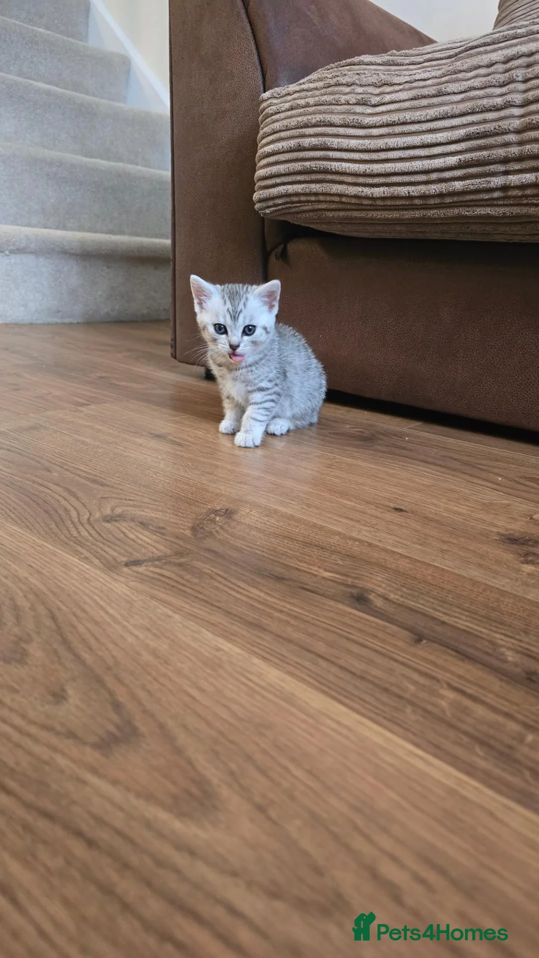 Scottish Fold cats for sale: Playful kittens!!! - Advert 2