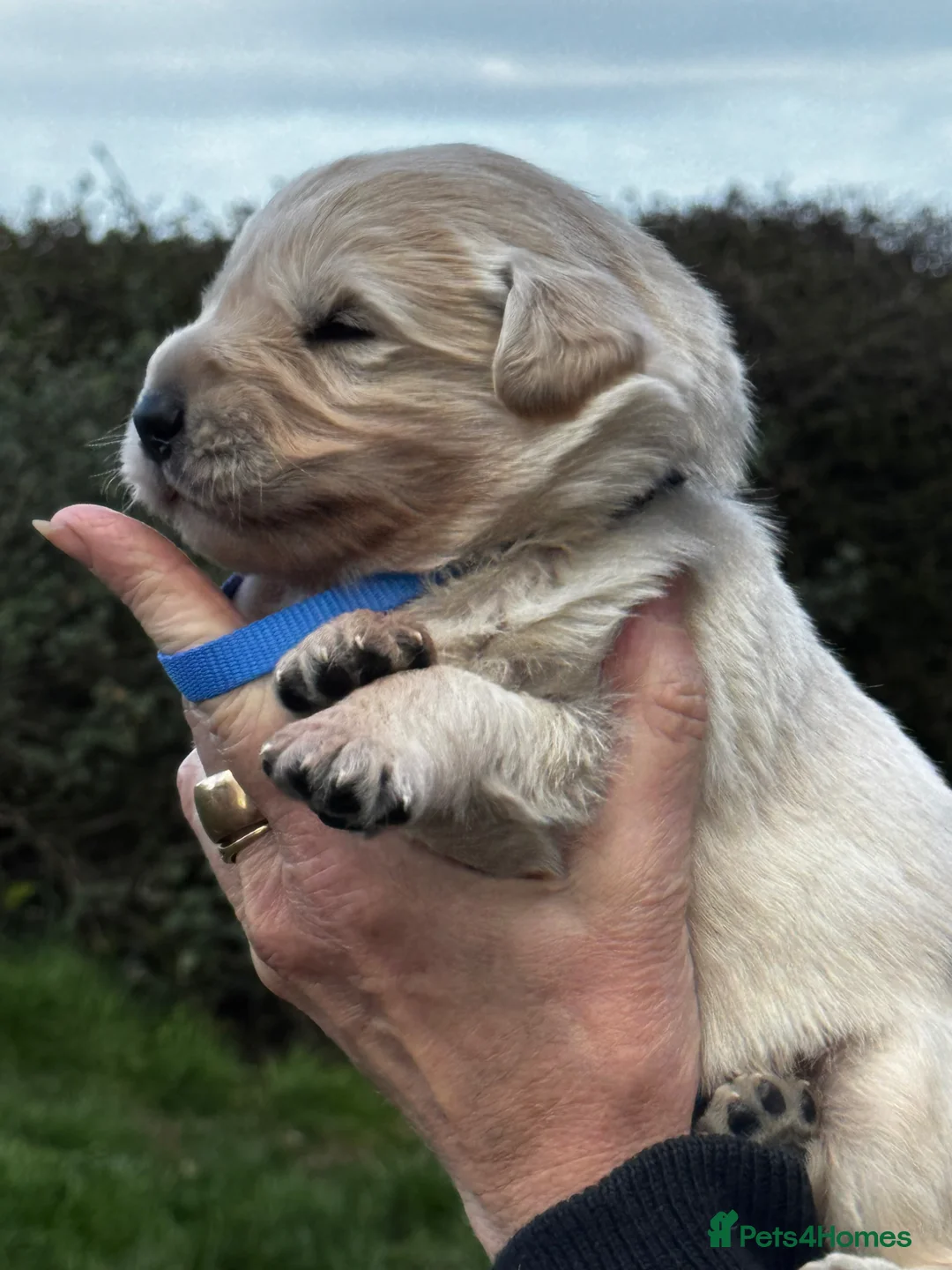 Golden Shepherd dogs for sale: ⭐️ GOLDEN SHEPHERDS ⭐️ - Advert 8