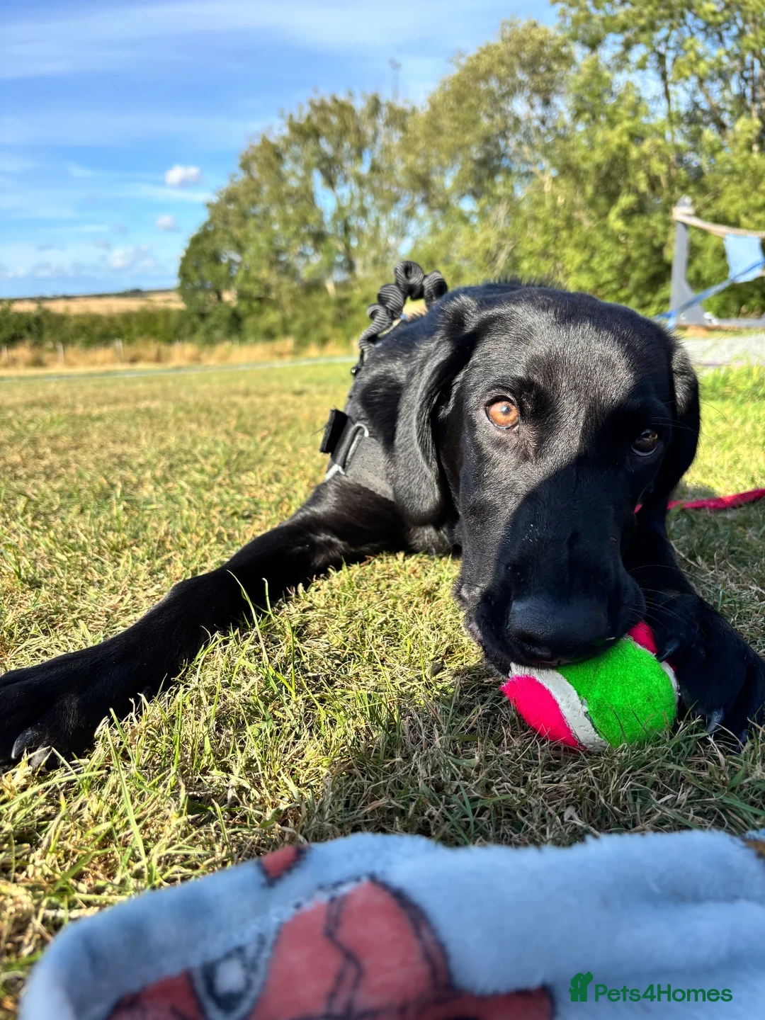 Labrador Retriever dogs for sale: OTTIS!! I’m very friendly looking for a new home.  in Kidderminster - Advert 2
