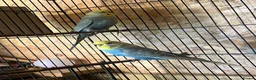 Budgerigars birds for sale: 12 Healthy Budgies for Sale – 7 Males & 5 Females - Advert 4