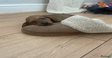 Dachshund dogs - Advert 9