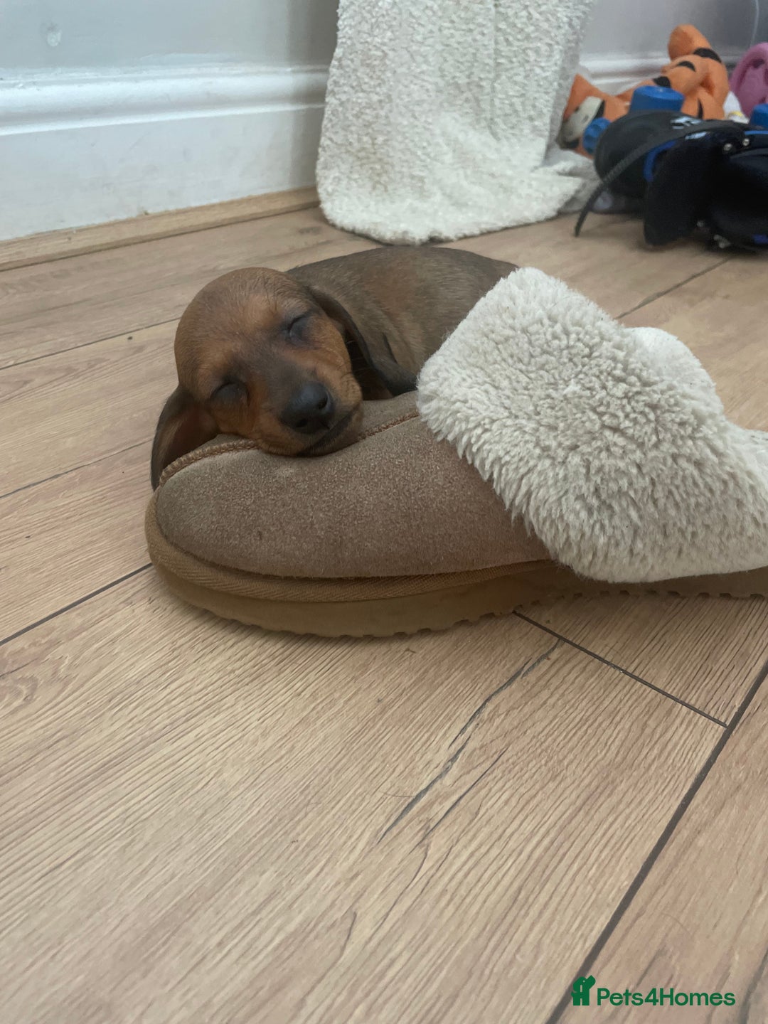Dachshund dogs for sale: Exceptional dachshunds  - Image 1